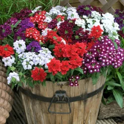 Verbena 'Quartz' Mix 9 Verbena 'Quartz' Mix -Verdant Vibes Zone 410076 4