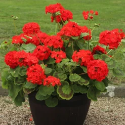 Warm Summer Glow Collection -Verdant Vibes Zone 410099 2