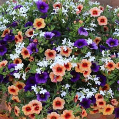 Verdant Vibes Zone -Verdant Vibes Zone 450013 1