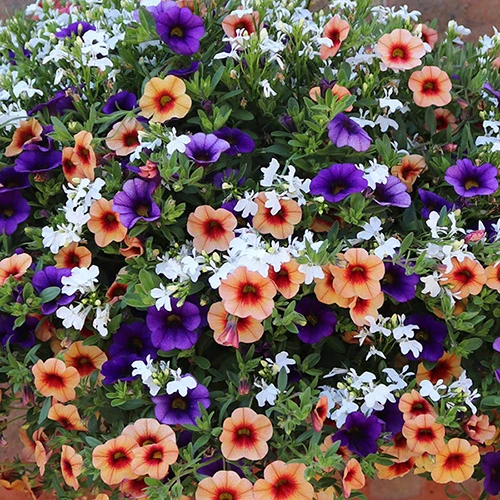 'Fruit Salad' Pre-Planted Basket 2 'Fruit Salad' Pre-Planted Basket - Image 2