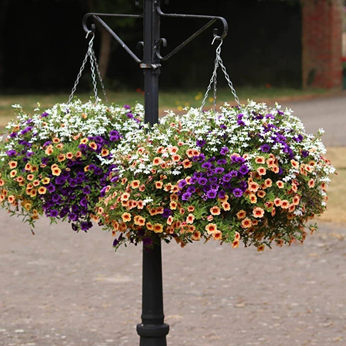 'Fruit Salad' Pre-Planted Basket 3 'Fruit Salad' Pre-Planted Basket - Image 3