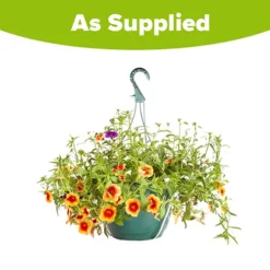 'Fruit Salad' Pre-Planted Basket 7 'Fruit Salad' Pre-Planted Basket -Verdant Vibes Zone 450013 3