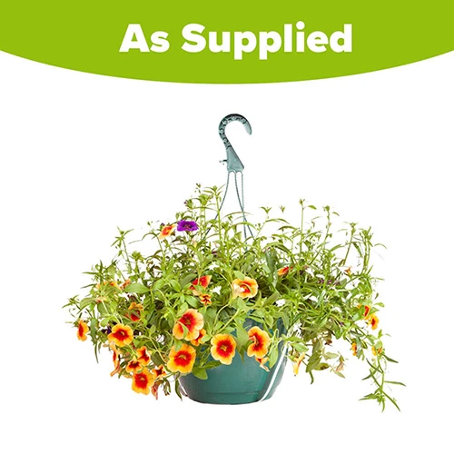 'Fruit Salad' Pre-Planted Basket 4 'Fruit Salad' Pre-Planted Basket - Image 4