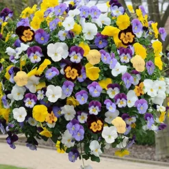 Verdant Vibes Zone 10 Preplanted 'Pansy Cool Wave' Hanging Basket