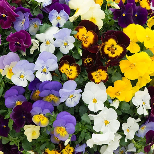 Preplanted 'Pansy Cool Wave' Hanging Basket 2 Preplanted 'Pansy Cool Wave' Hanging Basket - Image 2