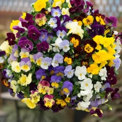 Preplanted 'Pansy Cool Wave' Hanging Basket 5 Preplanted 'Pansy Cool Wave' Hanging Basket -Verdant Vibes Zone 450022 2