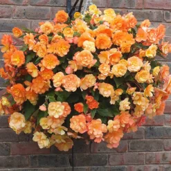 'Apricot Shades' Preplanted Basket 8 'Apricot Shades' Preplanted Basket -Verdant Vibes Zone 450042 2