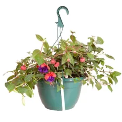 Pre-planted Basket Jumbo Fuchsia Mixed 5 Pre-planted Basket Jumbo Fuchsia Mixed -Verdant Vibes Zone 450058 2
