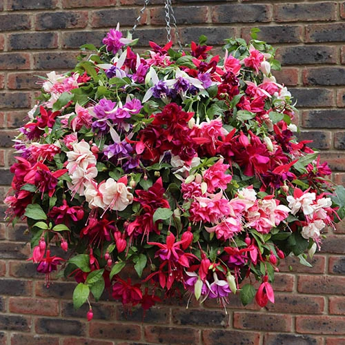 Premium Pre-planted Fuchsia Trailing Rattan Basket 1 Premium Pre-planted Fuchsia Trailing Rattan Basket