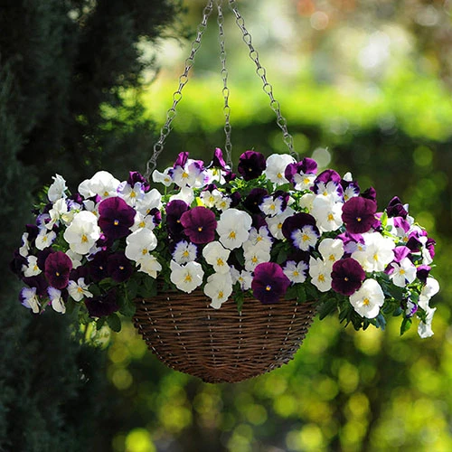 Preplanted 'Cool Wave Berries & Cream' Rattan Basket 1 Preplanted 'Cool Wave Berries & Cream' Rattan Basket