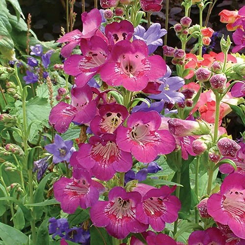 Hardy Penstemon Collection 3 Hardy Penstemon Collection - Image 3