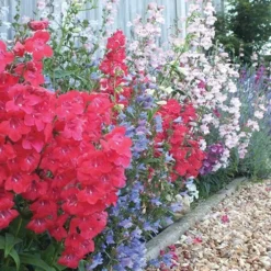 Hardy Penstemon Collection 9 Hardy Penstemon Collection -Verdant Vibes Zone 480044 3