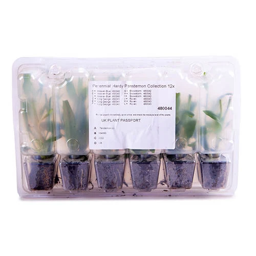 Hardy Penstemon Collection 6 Hardy Penstemon Collection - Image 6