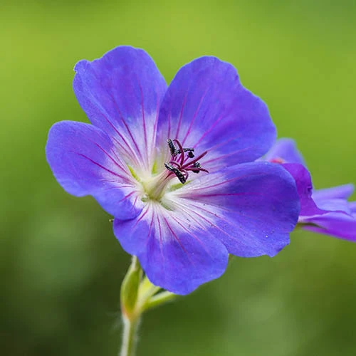 Hardy Geranium 'Rozanne' - RHS Plant Of The Centenary 6 Hardy Geranium 'Rozanne' - RHS Plant Of The Centenary - Image 6