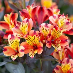 Hardy Alstroemeria 'Indian Summer'