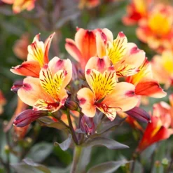Hardy Alstroemeria 'Indian Summer' -Verdant Vibes Zone 480255 3