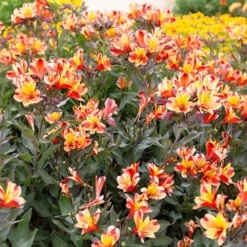 Hardy Alstroemeria 'Indian Summer' -Verdant Vibes Zone 480255 4