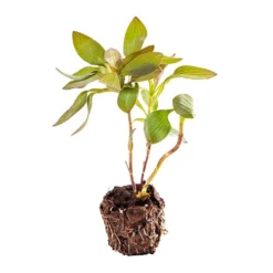 Hardy Alstroemeria 'Indian Summer' -Verdant Vibes Zone 480255 6