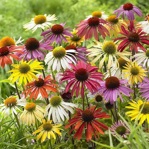 Echinacea 'Cheyenne Spirit' 1 Echinacea 'Cheyenne Spirit'