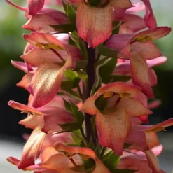 Foxglove Digitalis 'Illumination Flame'