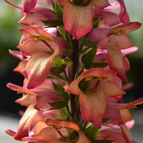 Foxglove Digitalis 'Illumination Flame' 1 Foxglove Digitalis 'Illumination Flame'