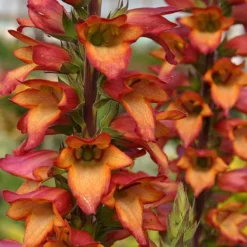 Foxglove Digitalis 'Illumination Flame' 7 Foxglove Digitalis 'Illumination Flame' -Verdant Vibes Zone 480579 2