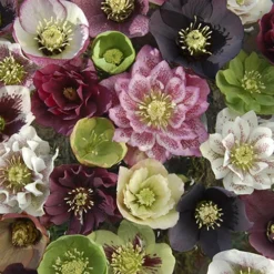 Hellebore 'Double Queen' Mix -Verdant Vibes Zone 480728 2