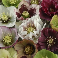 Hellebore 'Double Queen' Mix -Verdant Vibes Zone 480728 3