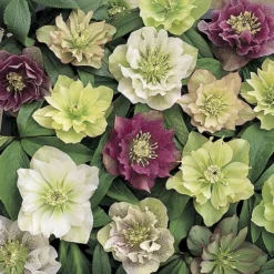 Hellebore 'Double Queen' Mix -Verdant Vibes Zone 480728 4