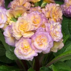Primula 'Pretty Polly Blushing Peach'