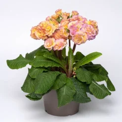 Primula 'Pretty Polly Blushing Peach' -Verdant Vibes Zone 480866 2