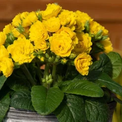 Pollyanna Collection 9 Pollyanna Collection -Verdant Vibes Zone 480875 2