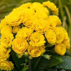 Pollyanna Collection 10 Pollyanna Collection -Verdant Vibes Zone 480875 3