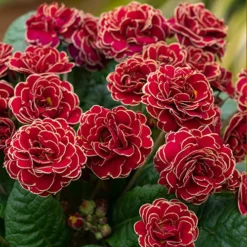 Pollyanna Collection 11 Pollyanna Collection -Verdant Vibes Zone 480875 4