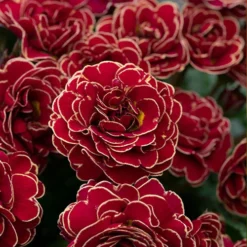 Pollyanna Collection 12 Pollyanna Collection -Verdant Vibes Zone 480875 5