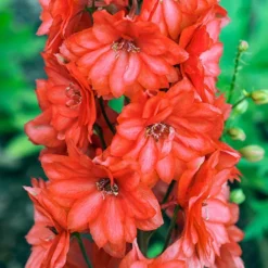 Delphinium 'Red Lark'