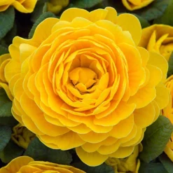 Primula Belarina Mixed -Verdant Vibes Zone 480954 3