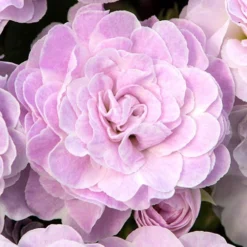 Primula Belarina Mixed -Verdant Vibes Zone 480954 4