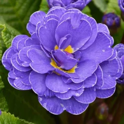 Primula Belarina Mixed -Verdant Vibes Zone 480954 5