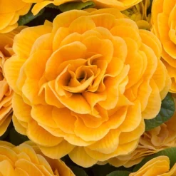 Primula Belarina Mixed -Verdant Vibes Zone 480954 6