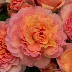 Primula Belarina Mixed -Verdant Vibes Zone 480954 7