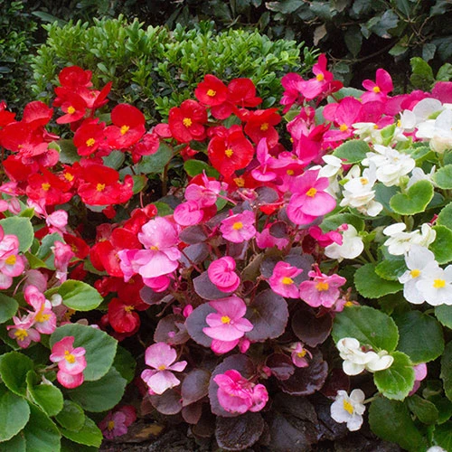 Begonia Sahara 3 Begonia Sahara - Image 3