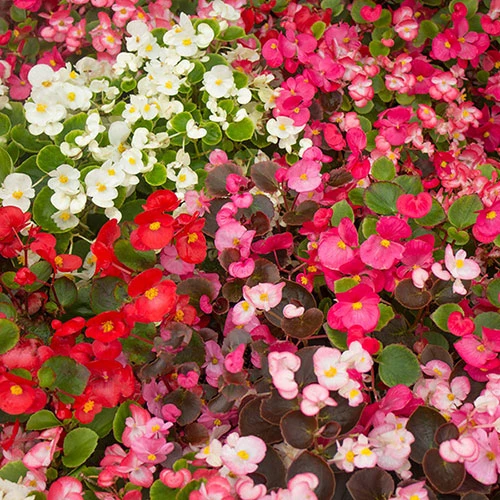 Begonia Sahara 4 Begonia Sahara - Image 4