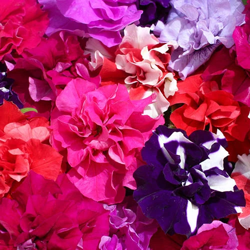 Petunia Bolero 4 Petunia Bolero - Image 4