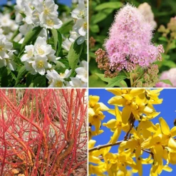 The Ultimate Winter Hardy Shrub Collection -Verdant Vibes Zone 500001 2