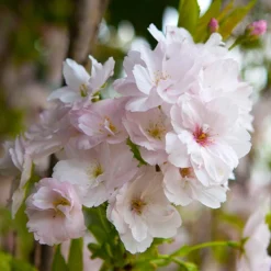 Flowering Cherry 'Amanogawa'