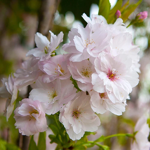 Flowering Cherry 'Amanogawa' 1 Flowering Cherry 'Amanogawa'