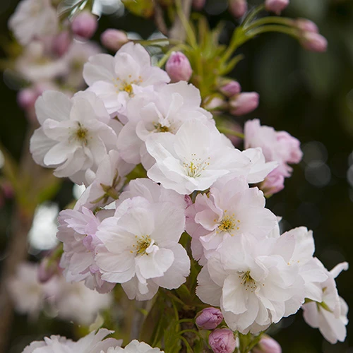 Flowering Cherry 'Amanogawa' 3 Flowering Cherry 'Amanogawa' - Image 3