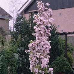 Flowering Cherry 'Amanogawa' 10 Flowering Cherry 'Amanogawa' -Verdant Vibes Zone 500056 3