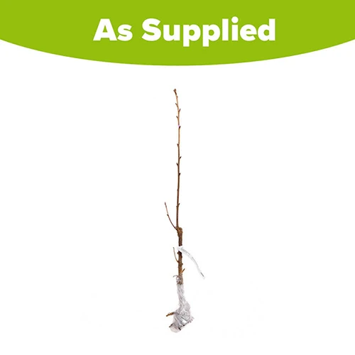 Flowering Cherry 'Amanogawa' 6 Flowering Cherry 'Amanogawa' - Image 6